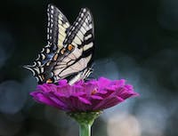 White Butterfly on Purple Flower