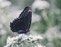 Black Butterfly