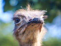 Ostrich4