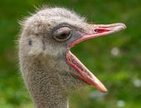 Ostrich6