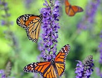 Monarch Butterfly