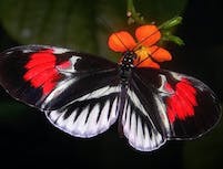 Black and Red Butterfly