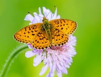 Yellow Butterfly