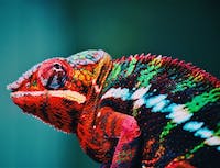 Chameleon2