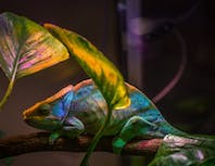 Chameleon3