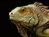 Chameleon4