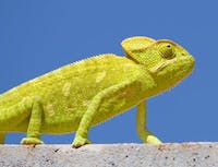 Chameleon5