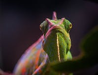 Chameleon6
