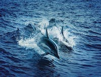 dolphin4