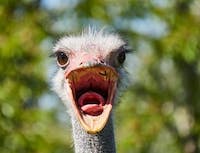Ostrich2