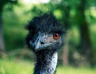 Ostrich3