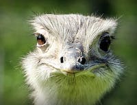 Ostrich5