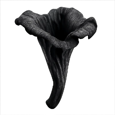 Black Trumpet