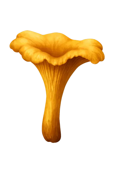 Chanterelle