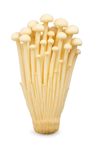 Enoki