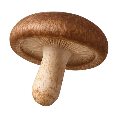 Shiitake
