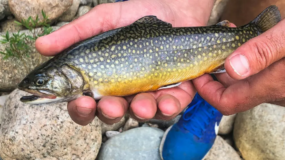 Brook Trout