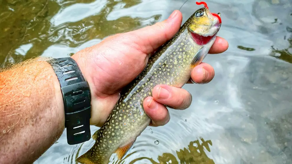 Brook Trout