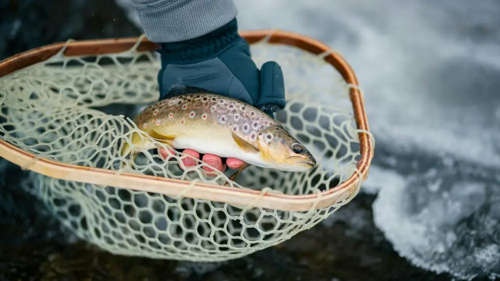 Brown Trout