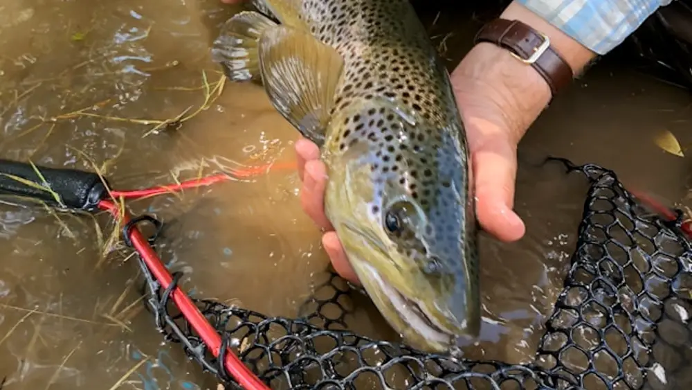 Brown Trout