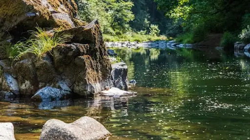 River In Forrest