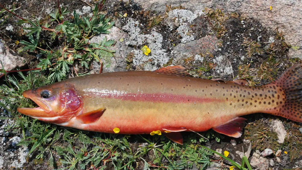 Brown Trout