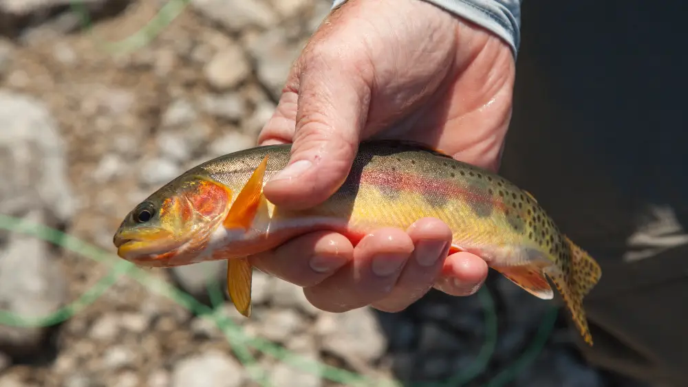 Brown Trout